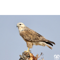 گونه سارگپه پا بلند Long-legged Buzzard